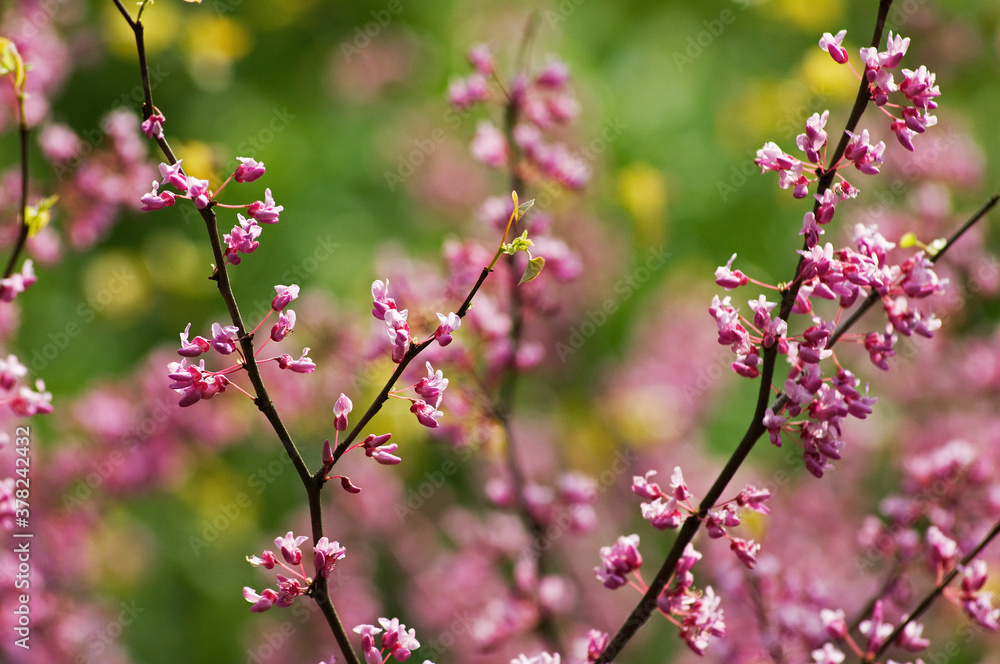 綺麗なピンクの花が咲くアメリカハナズオウの木