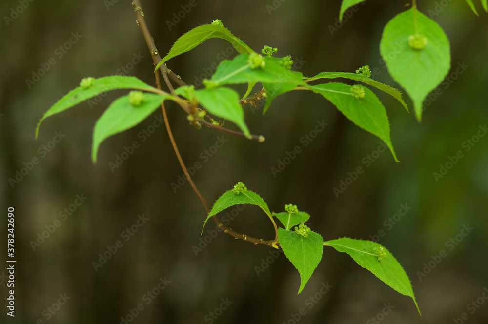 葉の上に花が咲き実をつける花筏 葉の上に花が咲き実をつける花筏