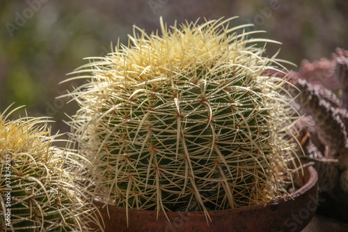 Close up of golden Echinocactus grusoni, Cactus in a pot photo