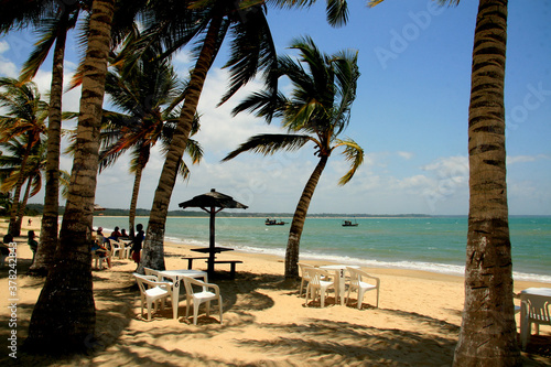 santa cruz cabralia, bahia / brazil - december 13, 2010: coconut trees are seen on Coroa Vermelha beach in the city of Santa Cruz Cabralia, in southern Bahia. photo