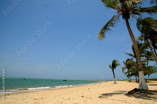 santa cruz cabralia, bahia / brazil - december 13, 2010: coconut trees are seen on Coroa Vermelha beach in the city of Santa Cruz Cabralia, in southern Bahia. photo