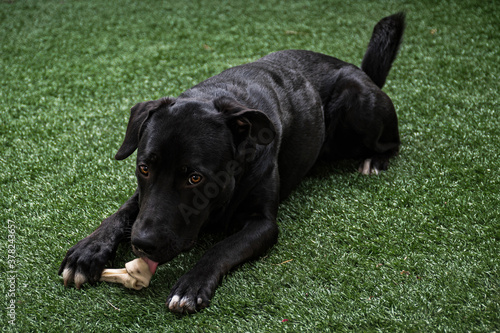 perro acostado lamiendo el hueso