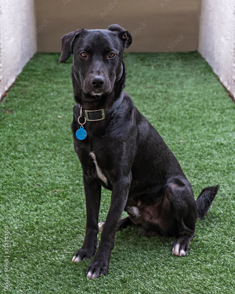 perro negro sentado en cesped perro negro sentado en cesped