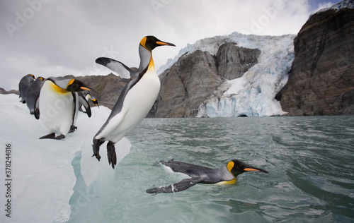 King Penguins  South Georgia Island  Antarctica