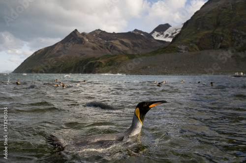 King Penguins, South Georgia Island, Antarctica