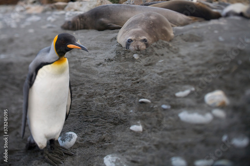 Elephant Seals and King Penguin  South Georgia Island  Antarctica