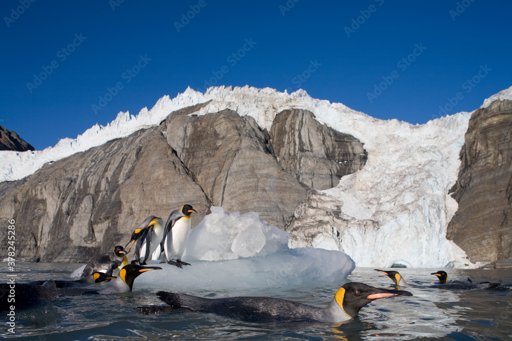 King Penguins, South Georgia Island, Antarctica