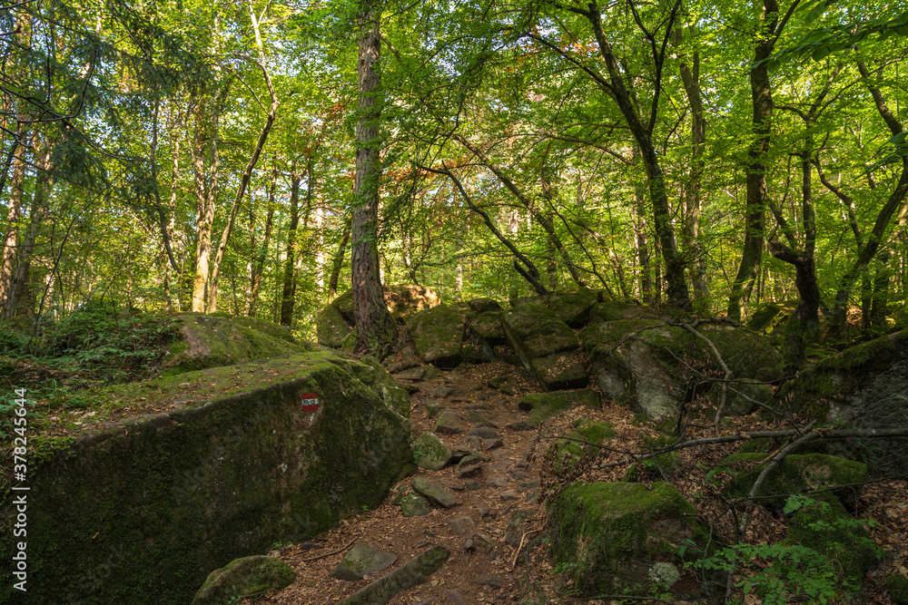 Obraz premium Beautiful green mountain forest on a sunny day in Eppan in the Italian South Tyrol