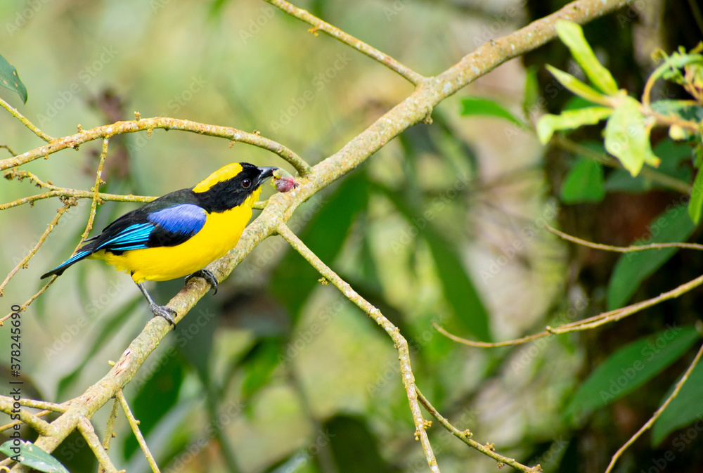 Fototapeta premium Tángara primavera