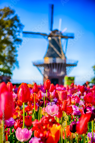 Colorful Tulips In Keukenhof Public Flower Garden With Traditional Dutch Windmill In Background.