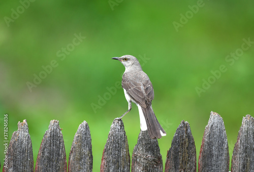 mocking bird standing on wood fence with green meadow background © nd700