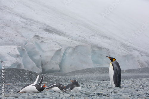 King and Gentoo Penguins  South Georgia Island  Antarctica