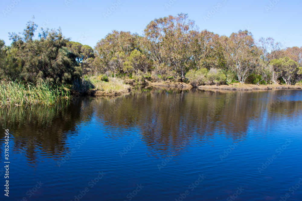 Isolated Big Swamp wetlands Bunbury Western Australia on a fine afternoon in late winter provide ecosystem and habitat for many water birds and long necked swamp tortoises. Isolated Big Swamp wetlands Bunbury Western Australia on a fine afternoon in late winter provide ecosystem and habitat for many water birds and long necked swamp tortoises.