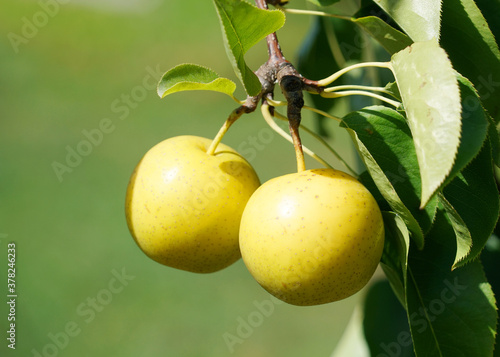 close up on yellow Asian pear on the tree photo