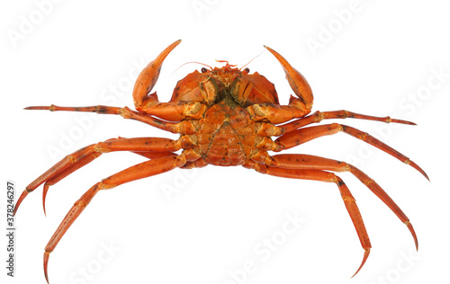 raw Atlantic red crab isolated on white background