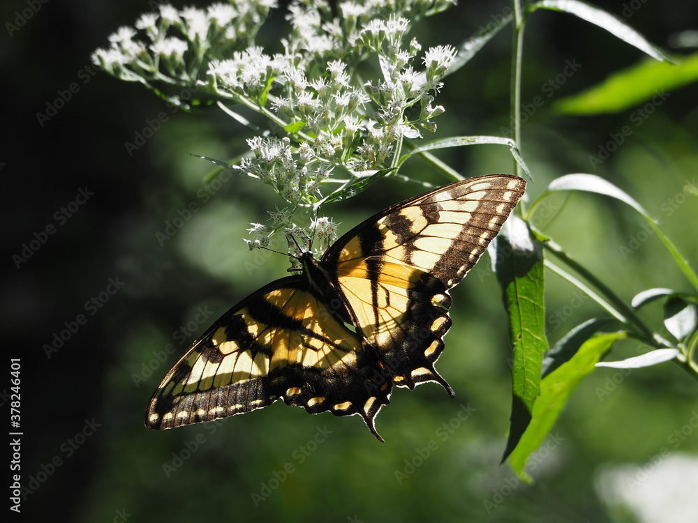 Fototapeta premium sunlit swallowtail butterfly along Potomac river