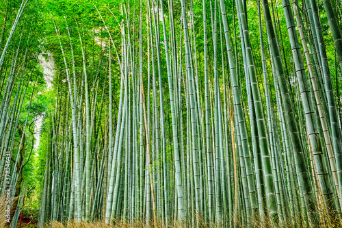Oriental Travel Destinations. Green Sagano Bamboo Forest in Japan.