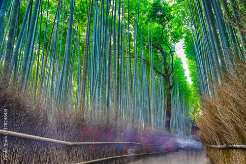 Bamboo Forest in Kyoto in Japan With Silhouettes of People Passing By.
