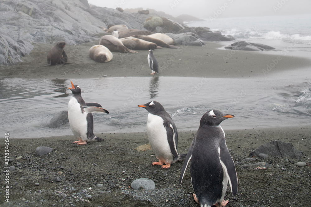 Obraz premium Gentoo Penguins, South Georgia Island, Antarctica