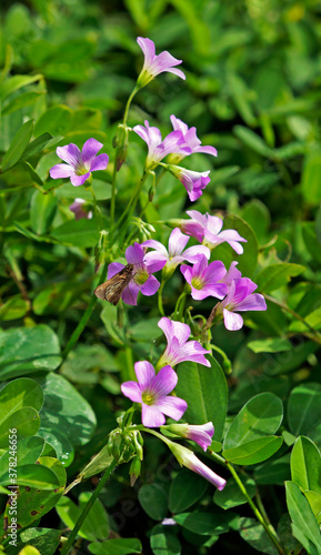 Pink-sorrel flowers  Oxalis articulata 