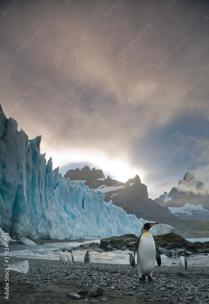 King Penguins At Glacier Edge, South Georgia Island, Antarctica