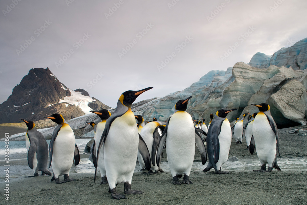 Fototapeta premium King Penguins at Glacier Edge, South Georgia Island, Antarctica