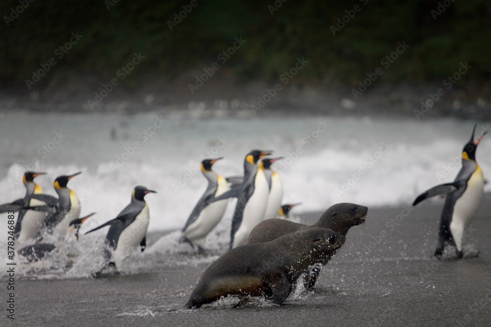 Fototapeta premium King Penguins and Fur Seals, South Georgia Island, Antarctica