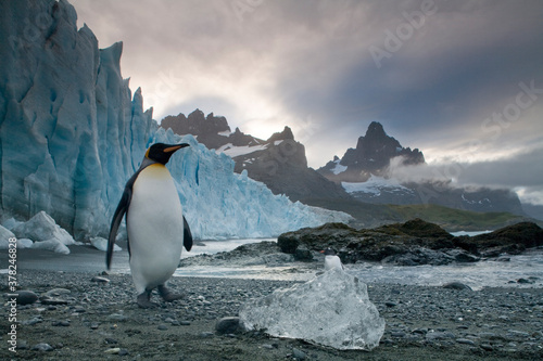 King Penguin At Glacier Edge  South Georgia Island  Antarctica