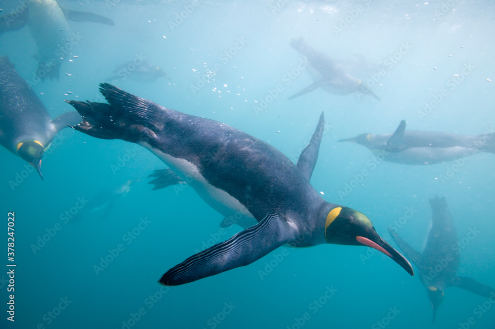 Fototapeta premium King Penguins Underwater, South Georgia Island, Antarctica