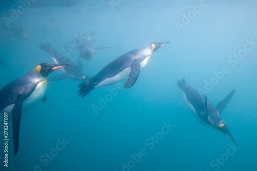 King Penguins Swimming Underwater, South Georgia Island, Antarctica