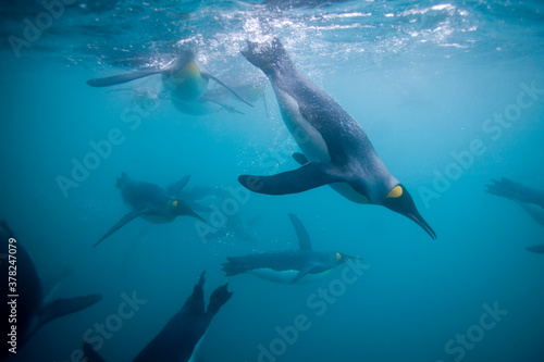 King Penguins Swimming Underwater  South Georgia Island  Antarctica