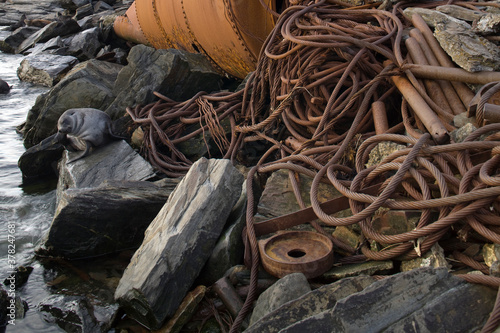 Fur Seal at Abandoned Whaling Station, South Georgia Island, Antarctica photo