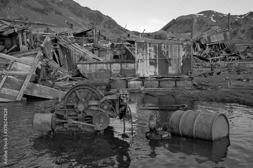 Φωτογραφία Fur Seal Pup at Abandoned Whaling Station, South Georgia Island, Antarctica