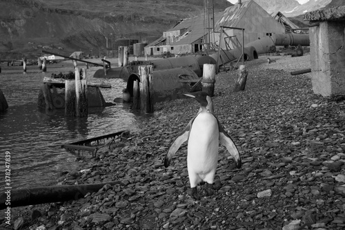 King Penguin at Abandoned Whaling Station, South Georgia Island, Antarctica photo