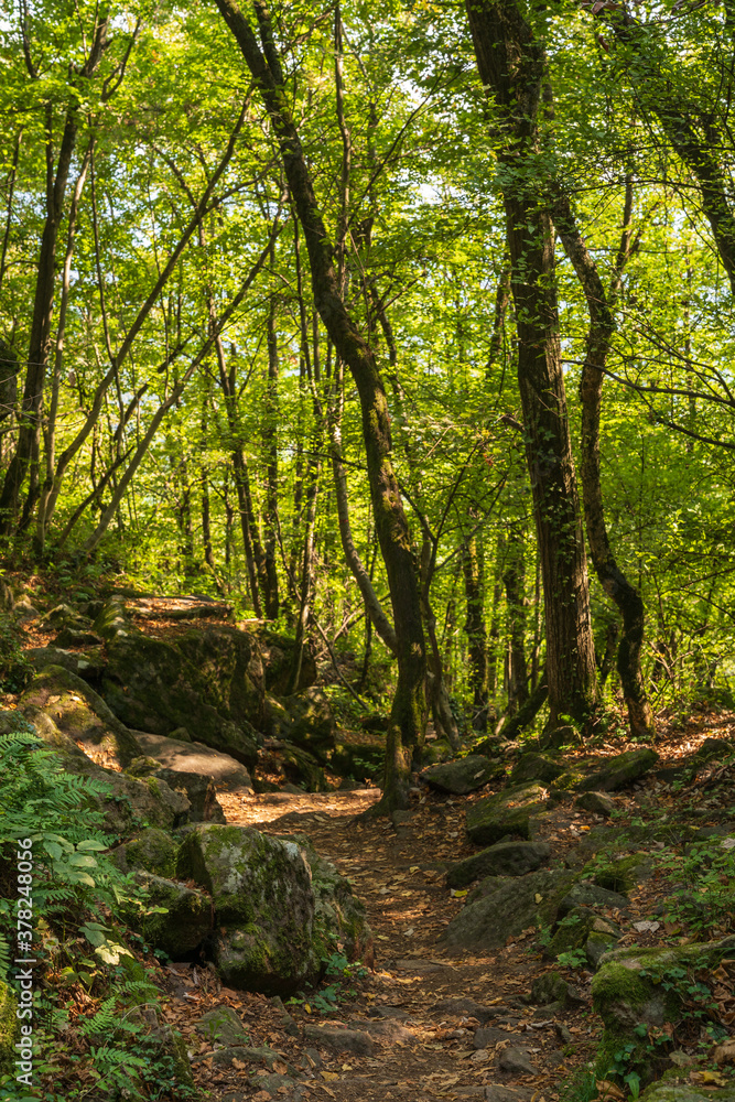 Beautiful green mountain forest on a sunny day in Eppan in the Italian South Tyrol