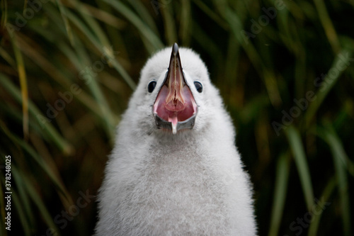 Gray-headed Albatross, South Georgia Island, Antarctica