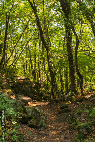 Beautiful green mountain forest on a sunny day in Eppan in the Italian South Tyrol © pawelgegotek1
