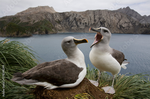 Tableau sur toile Gray-headed Albatross Courtship, South Georgia Island, Antarctica
