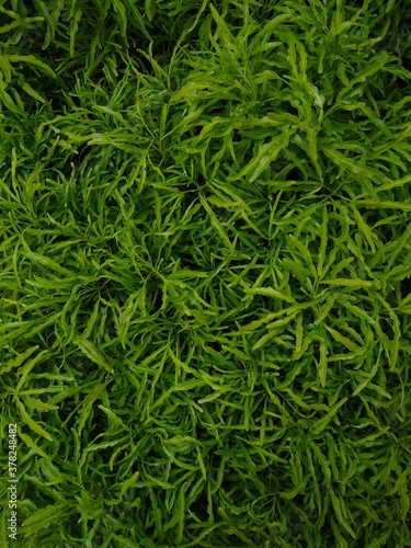 green grass backgroundeuodia ridleyi ornamental plant