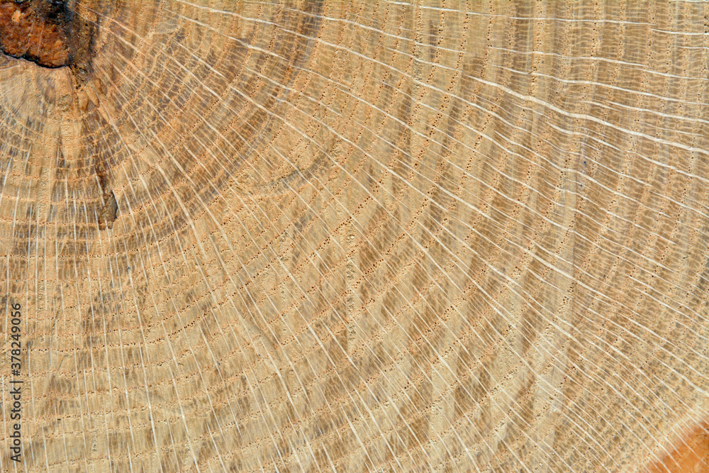 Fototapeta premium Surface of cut of oak