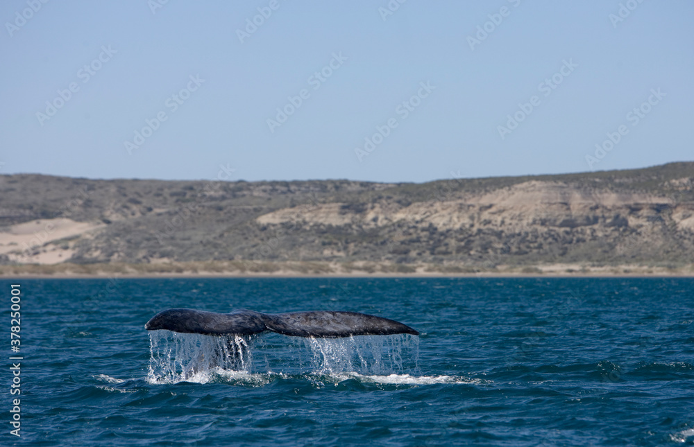 Fototapeta premium Southern Right Whale, Peninsula Valdes, Patagonia