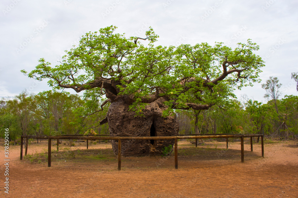 Famous Boab Prison Tree,a large hollow Adansonia gregorii (Boab) tree ...
