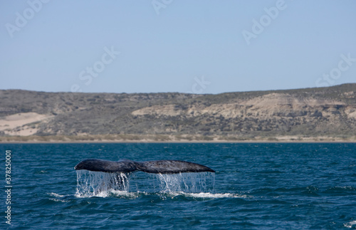 Southern Right Whale, Peninsula Valdes, Patagonia © Paul