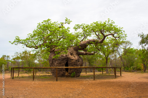 Famous Boab Prison Tree,a large hollow Adansonia gregorii (Boab) tree just south of Derby, Western Australia reputed to have held indigenous prisoners a century ago is an iconic  tourist attraction.