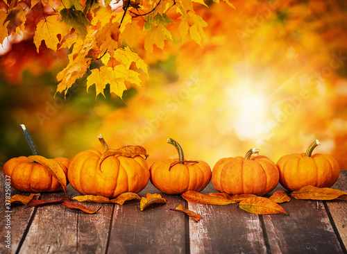 A row of mini pumpkins and autumn leaves on rustic wooden table. Beautiful autumn maple tree leaves background with golden bokeh  copy space.