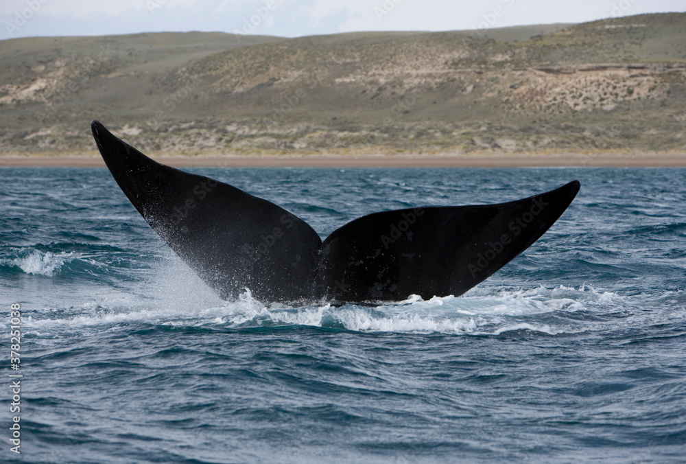 Fototapeta premium Southern Right Whale, Peninsula Valdes, Patagonia