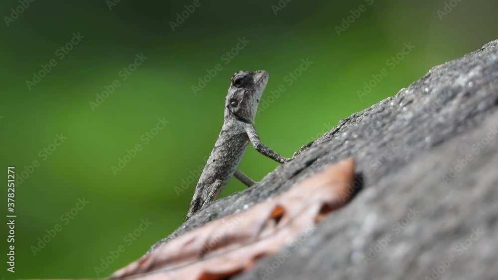 Small lizar UHD MP4 4k VIdeo .. Small lizar UHD MP4 4k VIdeo ..