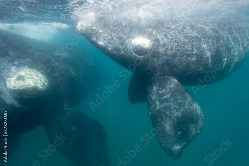Southern Right Whales, Peninsula Valdes, Patagonia © Paul