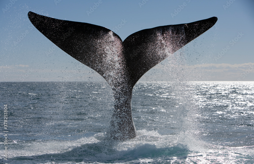 Fototapeta premium Southern Right Whale, Peninsula Valdes, Patagonia