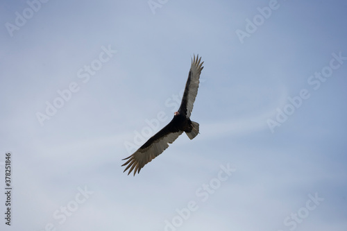 Andean Condor  Patagonia